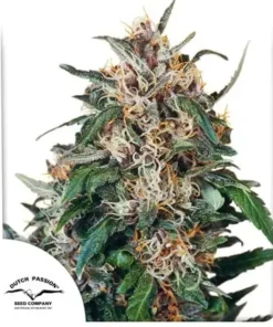 bairesgrow 137c244a a60e 404b 8cb6 c1eeb5cf209e1043.webp