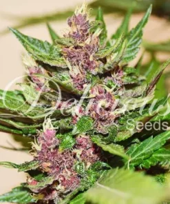 bairesgrow 139c6c21 61b3 4a75 9aa4 67a31ee45e401086 1.webp