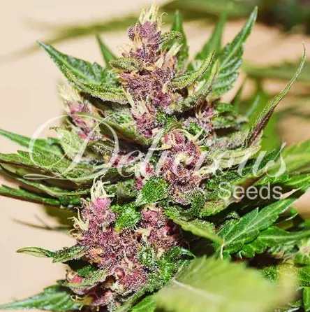 bairesgrow 139c6c21 61b3 4a75 9aa4 67a31ee45e401086 1.webp