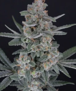 bairesgrow 142c0b50 c54c 446e bbdd 40680213b75712783.webp