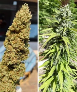 bairesgrow 146ea624 e845 44c7 aafe 7edcc64fe8b91026 6.webp