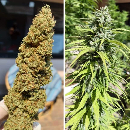 bairesgrow 146ea624 e845 44c7 aafe 7edcc64fe8b91026 6.webp