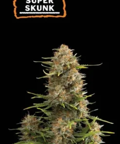 bairesgrow 156f429c e70e 4c91 9cf4 aa995d8d1ccd12448.webp