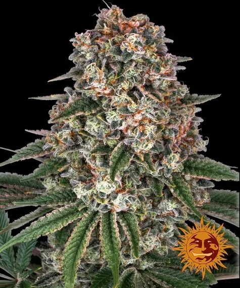 bairesgrow 15b0c715 1295 460e aa90 c9d9c53e258912423.webp