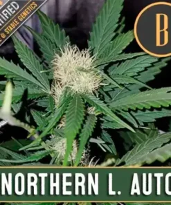 bairesgrow 16943b8c 2b30 448c 8865 287bb9c288c01203 1.webp
