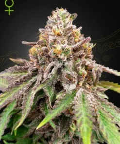 bairesgrow 17d0d22b edc8 4f56 b499 053f229d2bb1487.webp