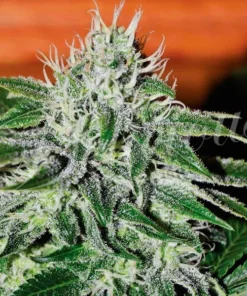 bairesgrow 189b9f68 418e 4968 bd33 7873780814241105.webp