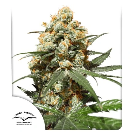 bairesgrow 19c3b45e 9964 480f a925 8a01b8e96edd1051.webp