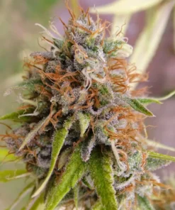 bairesgrow 1a056073 65ff 4e65 a02c 18dd1f7b1d1b1519.webp