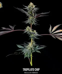 bairesgrow 1be90804 431a 4432 a70d 7108b2b965e3232.webp