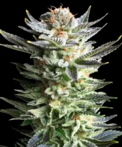 bairesgrow 1d29b230 cbae 4030 9ac9 096fef539c3b649.webp