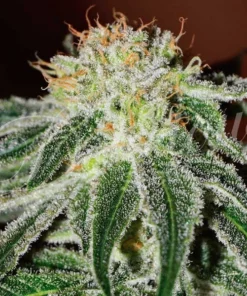 bairesgrow 1dcbaeb6 3e6b 48d6 afbf 07ad443451cc1103.webp