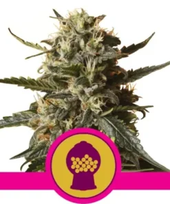 BUBBLEGUM XL