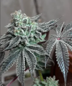 bairesgrow 1e21a29f 0238 4a9d 9d15 f16af5a189ba230.webp