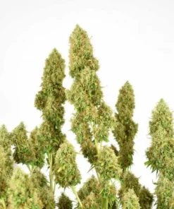 bairesgrow 1e363eea 462e 4240 9453 d4af8c9a13d21063.webp