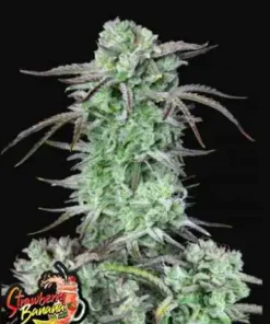 bairesgrow 1fa210cd bc4e 4e59 aae3 07cb808c23db1476 1.webp