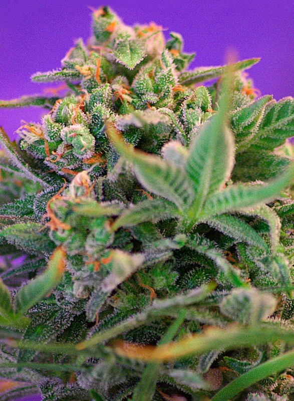 bairesgrow 2001614e 6ed5 4764 a327 60308ab162e3298.webp