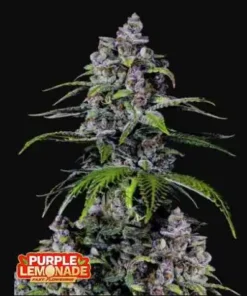 bairesgrow 201fd44c ed9d 4d85 8342 3138ef4afff01589.webp