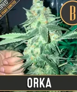 bairesgrow 230170be 5aae 4180 baea 2fda28b007761176.webp