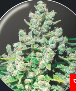 bairesgrow 2582bc99 c90c 4ec7 811e 3b2bff81115f1139.webp
