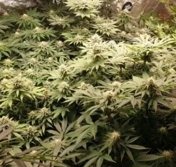 bairesgrow 26270d88 eb16 4228 8bc2 5028b76072e212769.webp