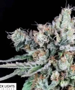bairesgrow 273472aa 9947 474b 8dbd d0d0581858061494 1.webp