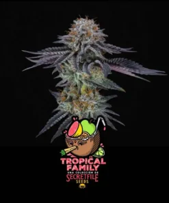 bairesgrow 27afb662 d30c 4377 a98e 6855f8fc11bf2007.webp