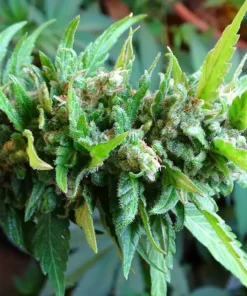 bairesgrow 28464bd9 9360 4cd1 921d 380cfdcad9781513 1.webp