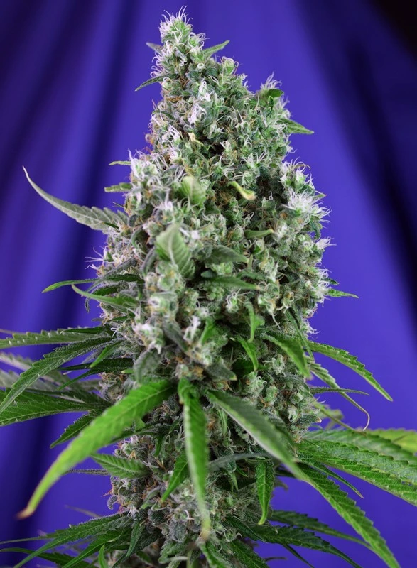 bairesgrow 2897bbad c717 4014 bdc0 8b8ffaf1ed8a284.webp