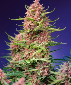 bairesgrow 299b59ee be23 421b 8c3c e876a9c2c8cd302.webp