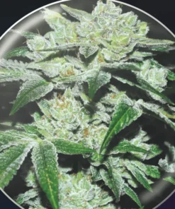 bairesgrow 29ec7f43 a224 4deb 945e bc9001792c5a1144.webp