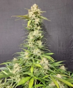 bairesgrow 2a823e4c b017 4c84 8af5 e0e103bd452912761.webp