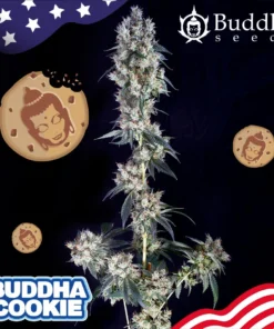 bairesgrow 2b2f0f0a 4797 4080 babd b14b20aa541a12582.webp