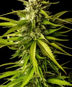 bairesgrow 2b81cb69 acad 4bcc b0ed d238f547fdcd12478.webp