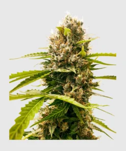bairesgrow 2d2356ba 9b6c 4bcf b914 7ae6a4f8514712551.webp