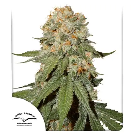 bairesgrow 2dcdde4f 38fa 465f af81 ca0bafe6a53f1050.webp