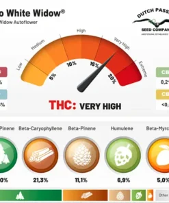 bairesgrow 2e312c2f 4c67 4a85 b682 e33ad6c1e50d992.webp