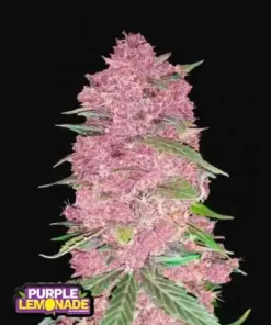 bairesgrow 2e5f14be 54d0 46fa b2e4 34dab8bae56f1473 1.webp