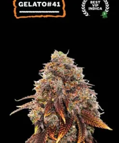 bairesgrow 2e628ce2 6c75 4d95 b541 1ed57a3dafcd12082.webp