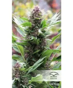 bairesgrow 2ede30dc a698 48cb 9543 1328006553a01041.webp