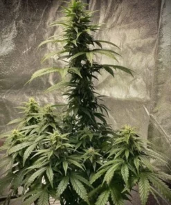 bairesgrow 2fc15575 9a65 4aa2 a204 3b2bf6c7a21612772.webp