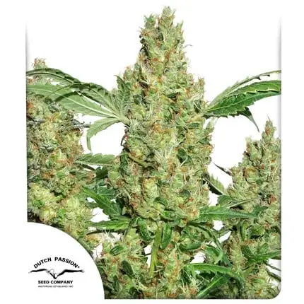 bairesgrow 30663d72 5faf 4a2a a052 3efffa4af61e1055.webp