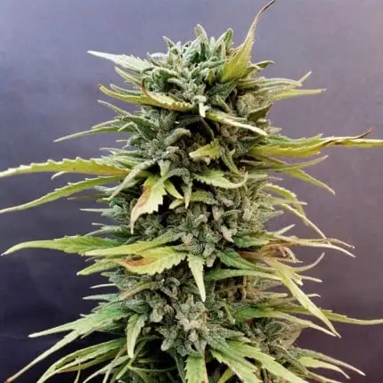 bairesgrow 30df129d ebf9 49e8 9f42 992c929009771058.webp