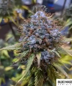 BILBO MASS CBD - 3