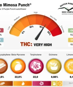 bairesgrow 3436c26e eb7d 4697 91e5 1271e854e69f981.webp