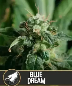 bairesgrow 359a9269 90fc 4b60 9fb6 106e6f6e9c331165.webp