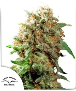 bairesgrow 36a6f101 ae3c 4b8c ba7a 20c54132e9ad1047.webp