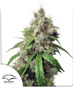 bairesgrow 3744b143 0e29 4470 891e 98bf2e691073971.webp