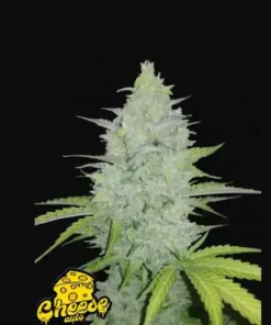 bairesgrow 3a1db770 f39f 4511 b22f 660749adf6f61454 1.webp