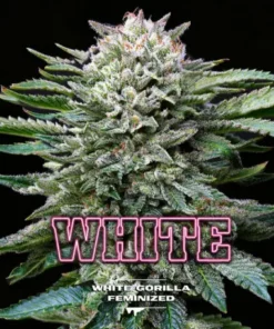 bairesgrow 3a371112 1810 41bd acaf bb447be5cbd3413.webp